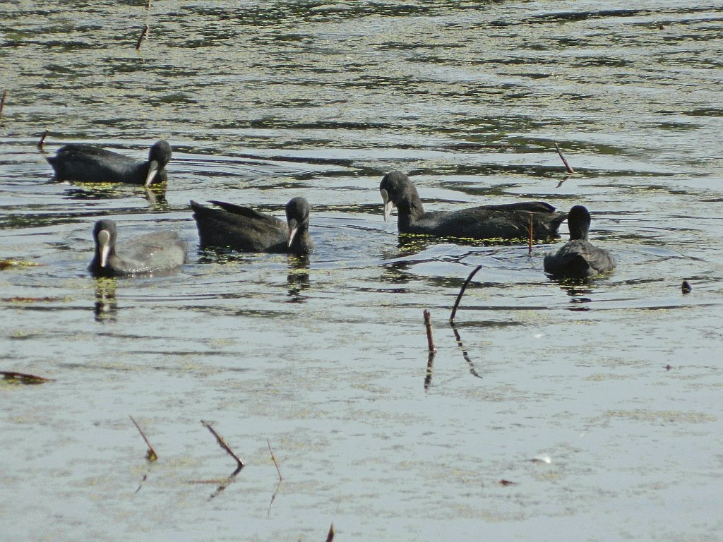 Explore Nawabganj Bird Sanctuary: A Haven for Wildlife and Bird Lovers