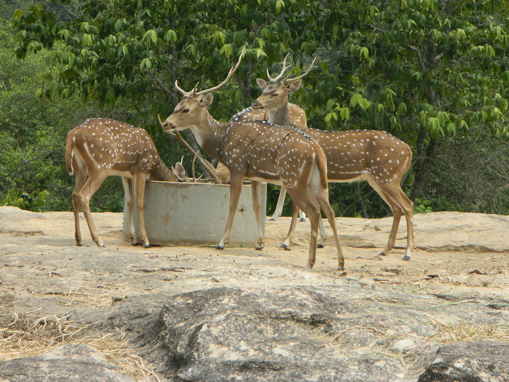 Deer Park, Ranchi: A Serene Wildlife Experience Amidst Nature