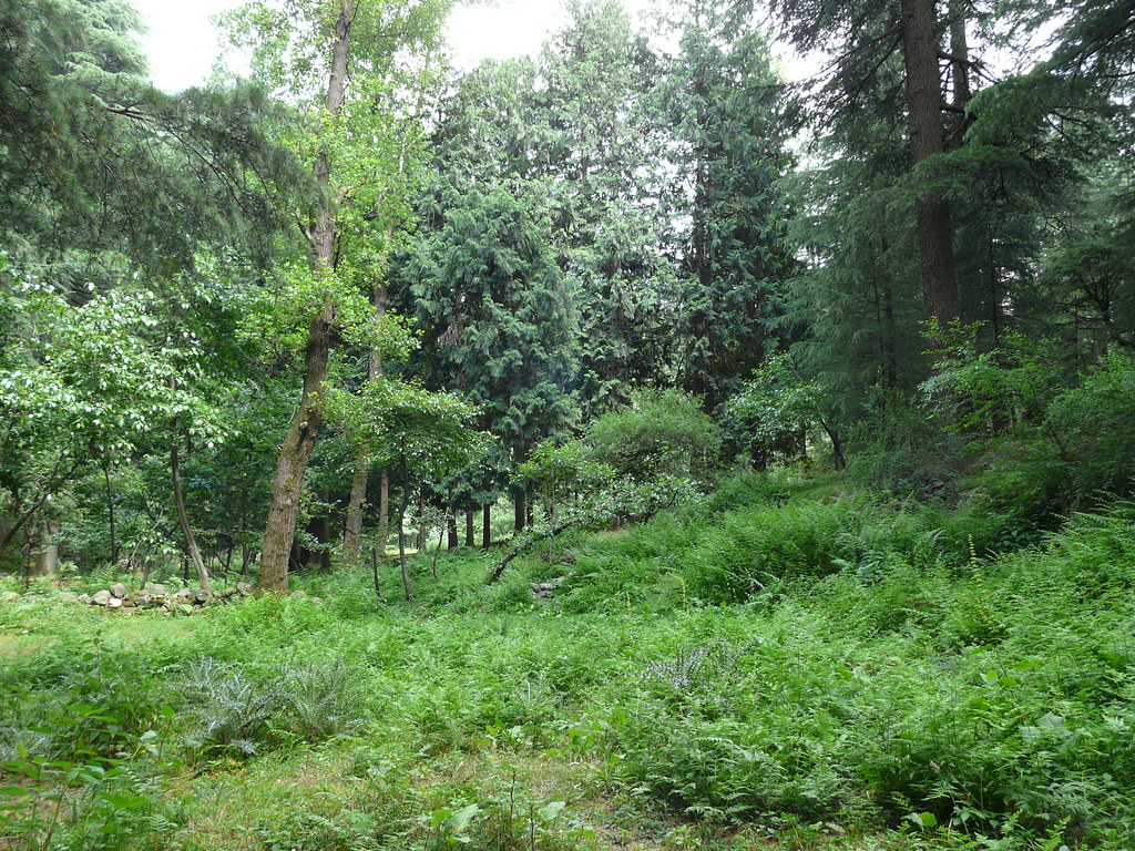 Van Vihar National Park: A Family-Friendly Retreat in Manali