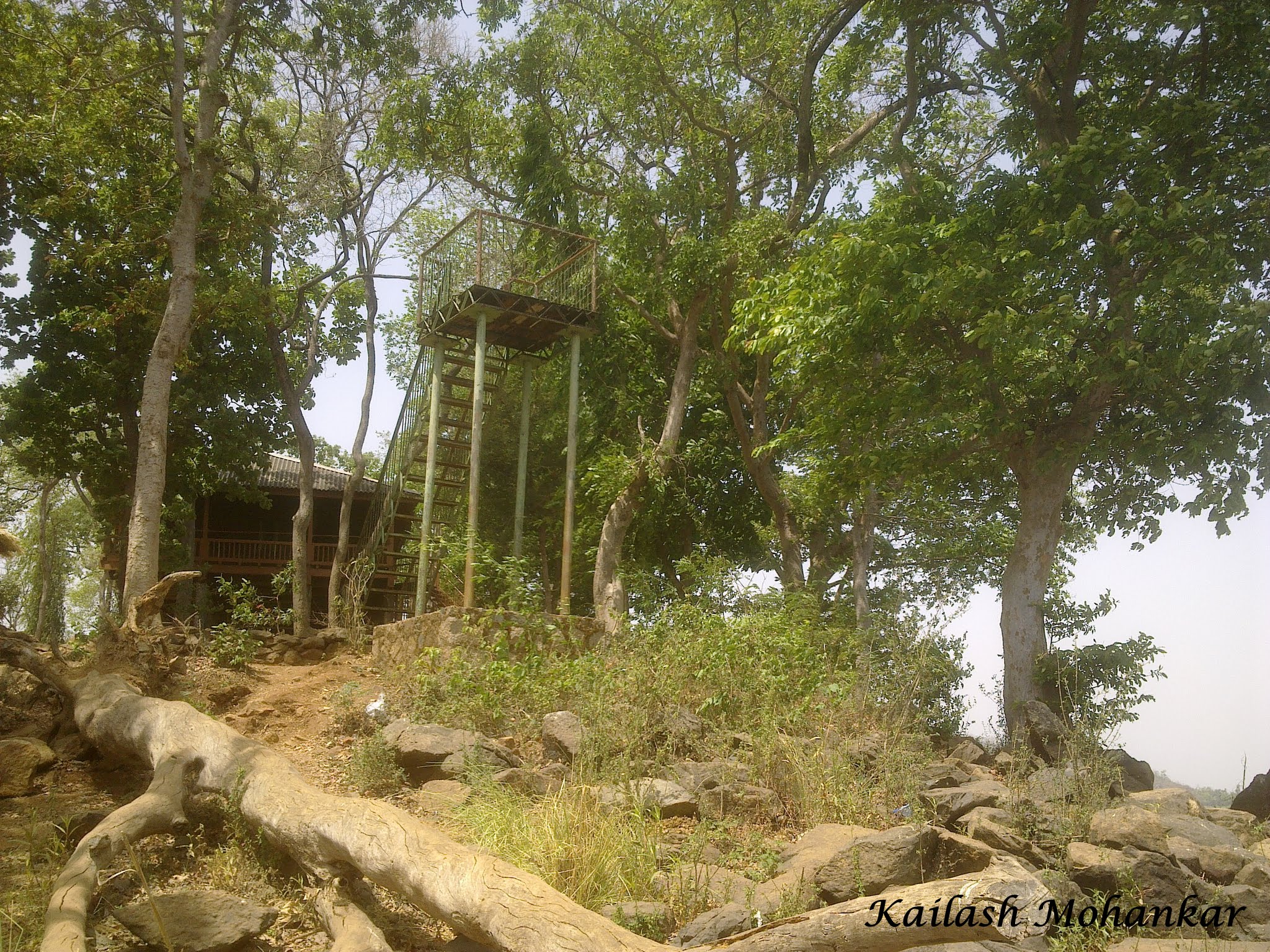 Navegaon National Park: A Wildlife Wonderland Near Nagpur