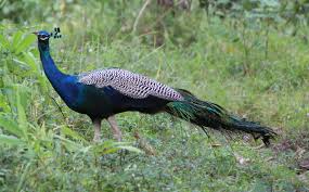 Ralamandal Wildlife Sanctuary: A Nature Lover's Haven in Indore