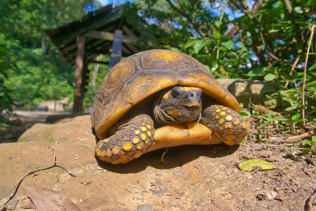 Machia Biological Park: A Nature Lover’s Paradise in Jodhpur