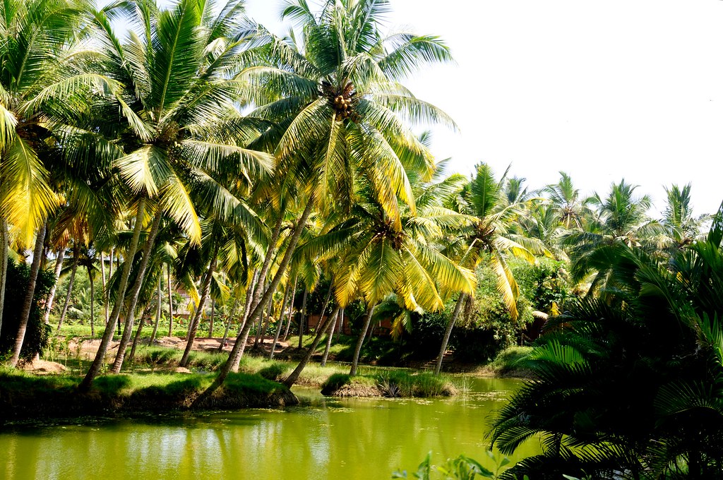 Kerala Highlights: A 7-Day Journey Through Culture, Nature, and Relaxation