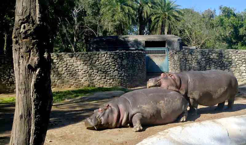 Chhat Bir Zoo: A Wild Adventure Near Chandigarh